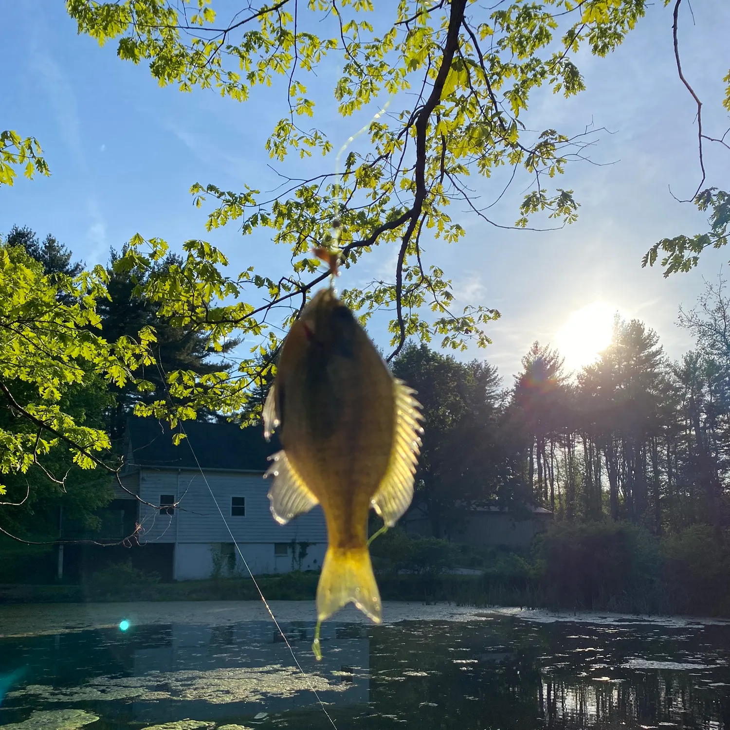 most liked catch image
