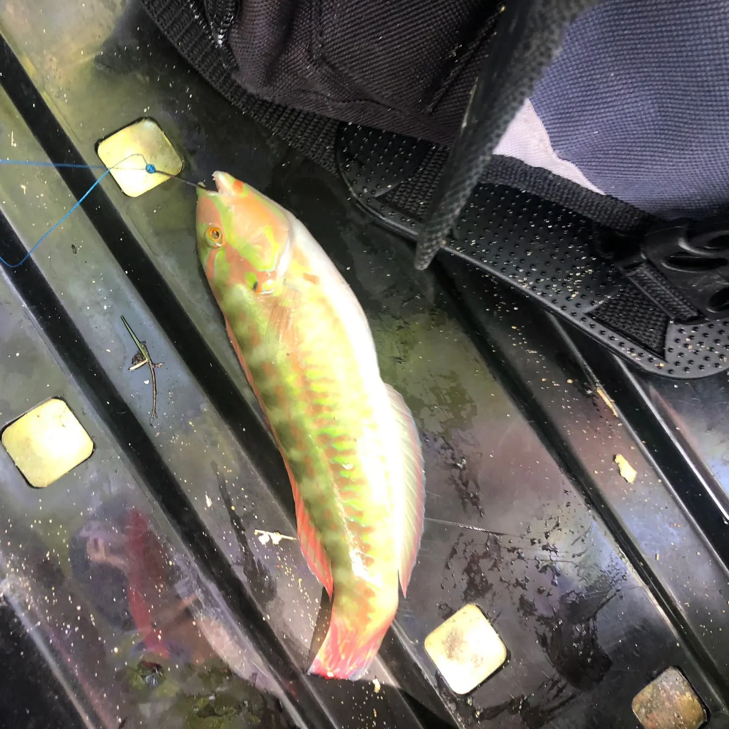 The most recent Princess parrotfish catches on Fishbrain