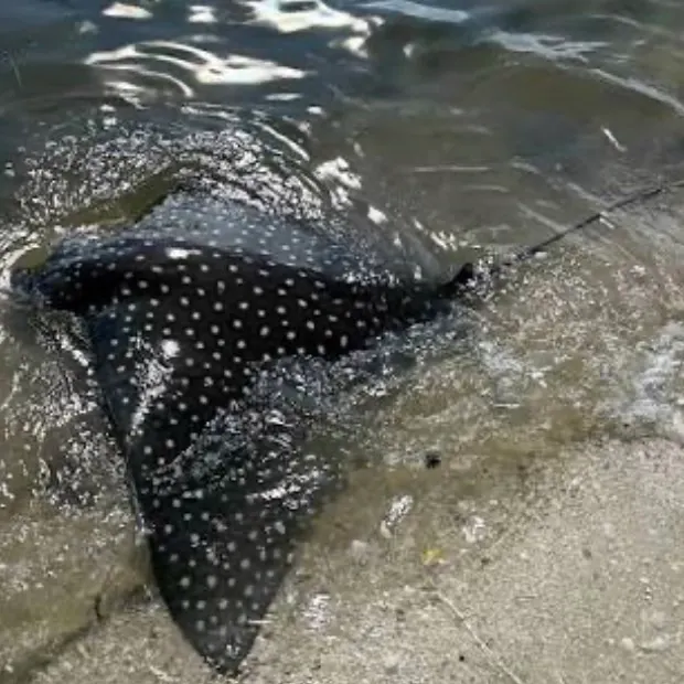 Common eagle ray caught on Fishbrain