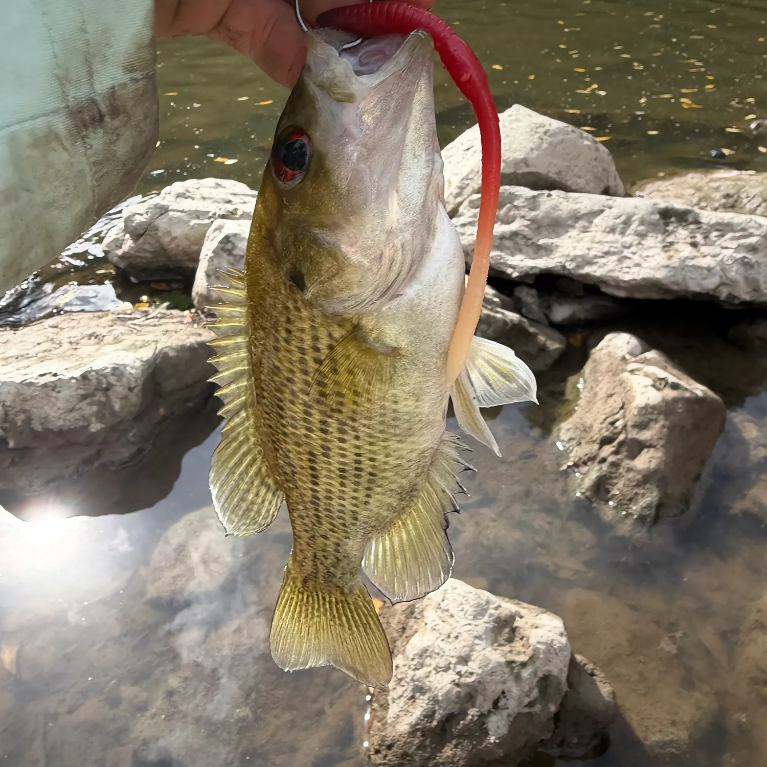 Rock bass caught on Fishbrain