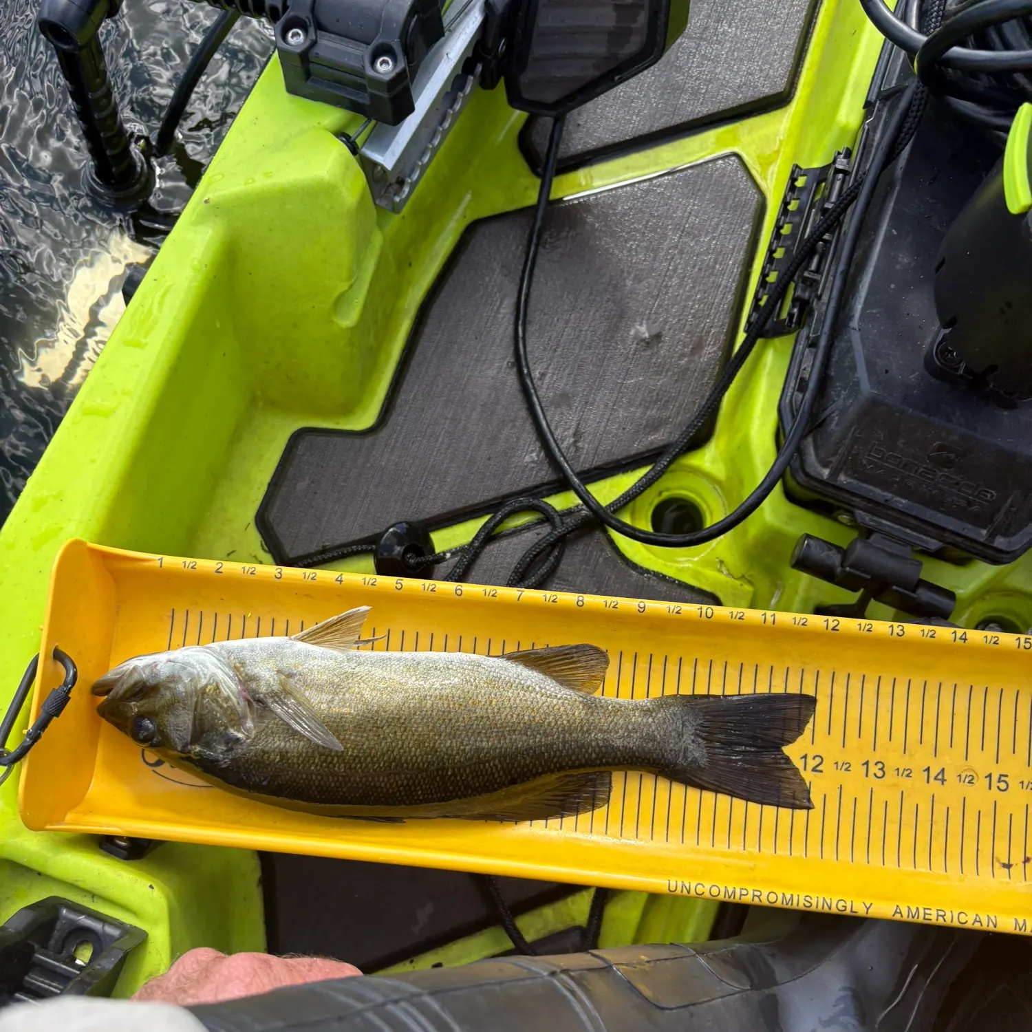 Smallmouth bass caught on Fishbrain