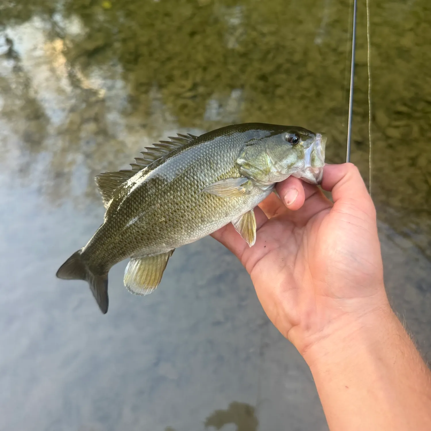 Smallmouth bass caught on Fishbrain