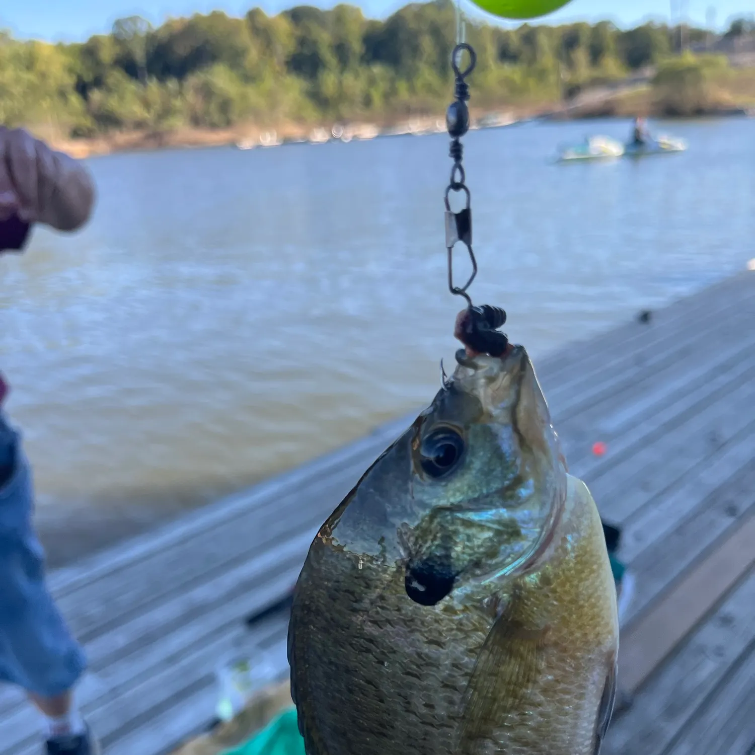 Bluegill caught on Fishbrain