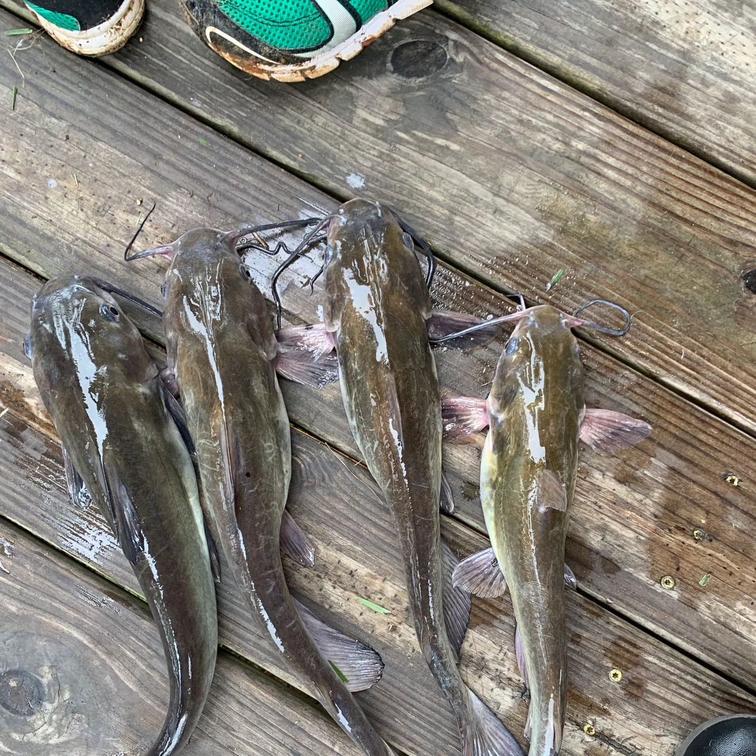 recently logged catches