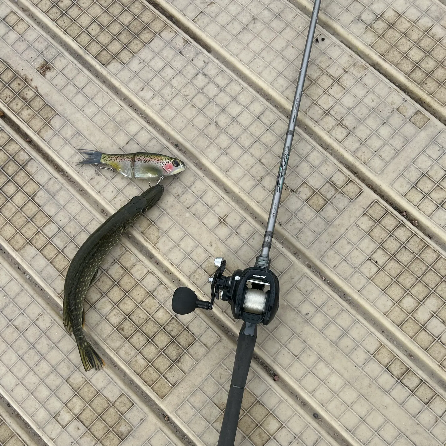 Northern pike caught on Fishbrain
