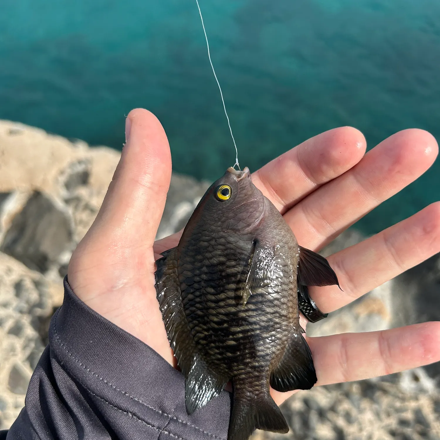 The most recent Hawaiian gregory catches on Fishbrain