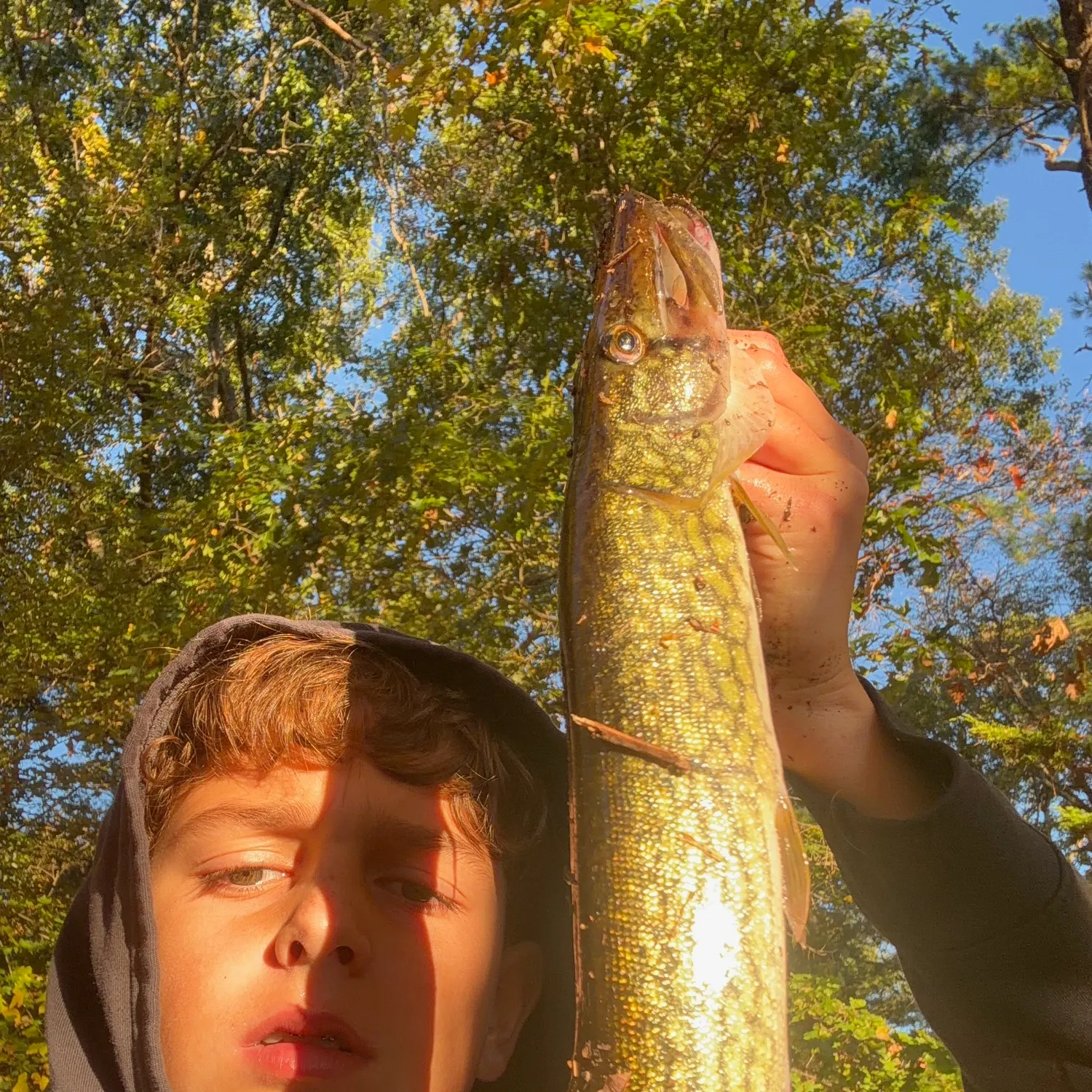 Chain pickerel caught on Fishbrain
