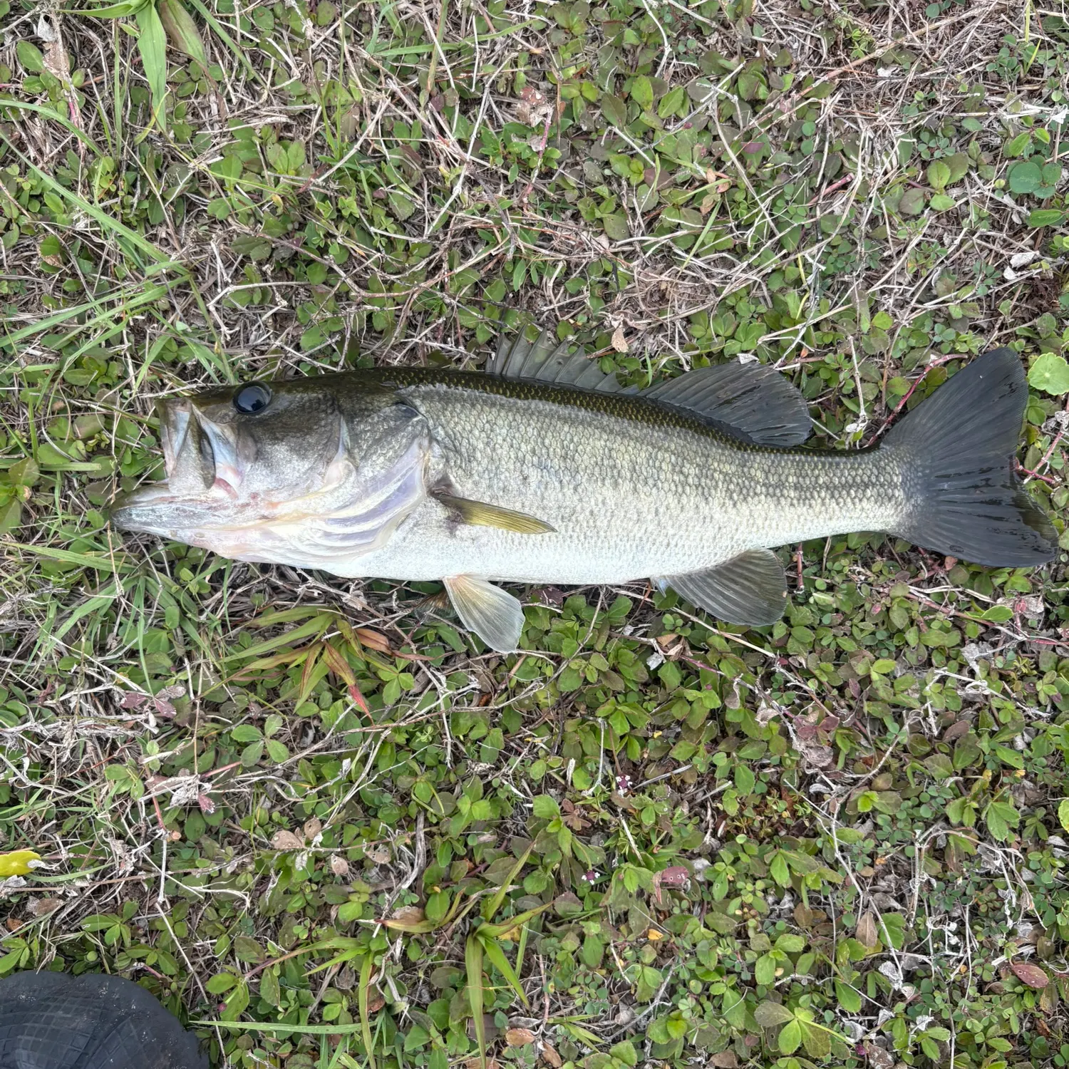 The most recent Largemouth bass catches on Fishbrain