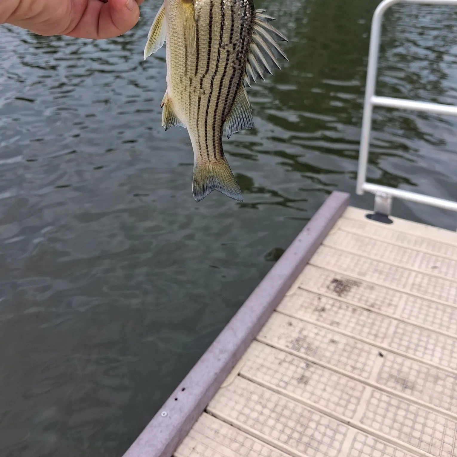 Striped bass caught on Fishbrain