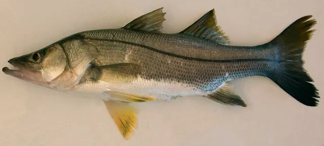 Mexican snook