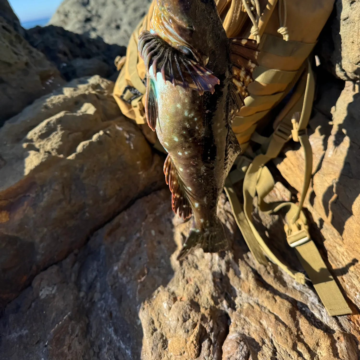 The most recent Cabezon catches on Fishbrain