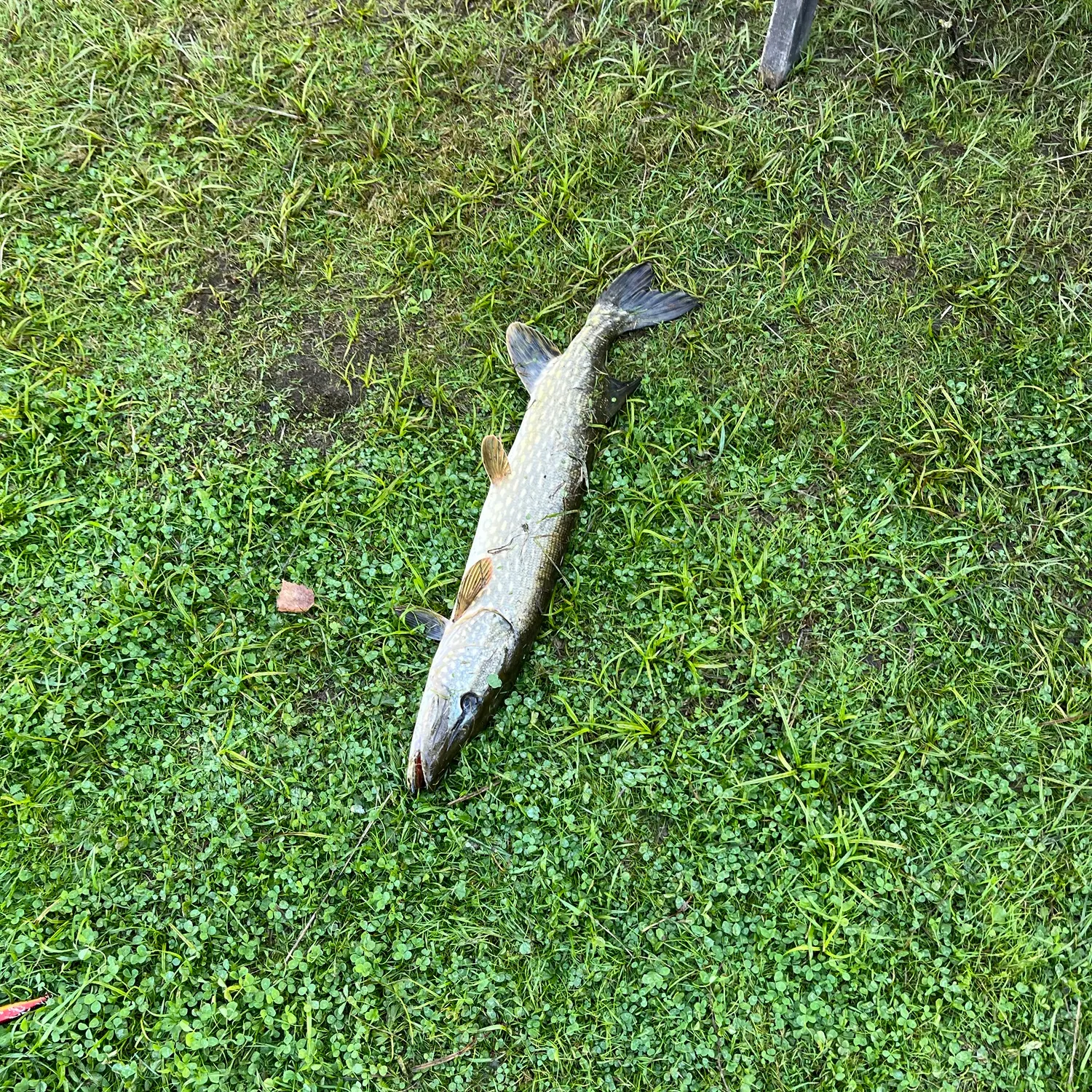 Northern pike caught on Fishbrain