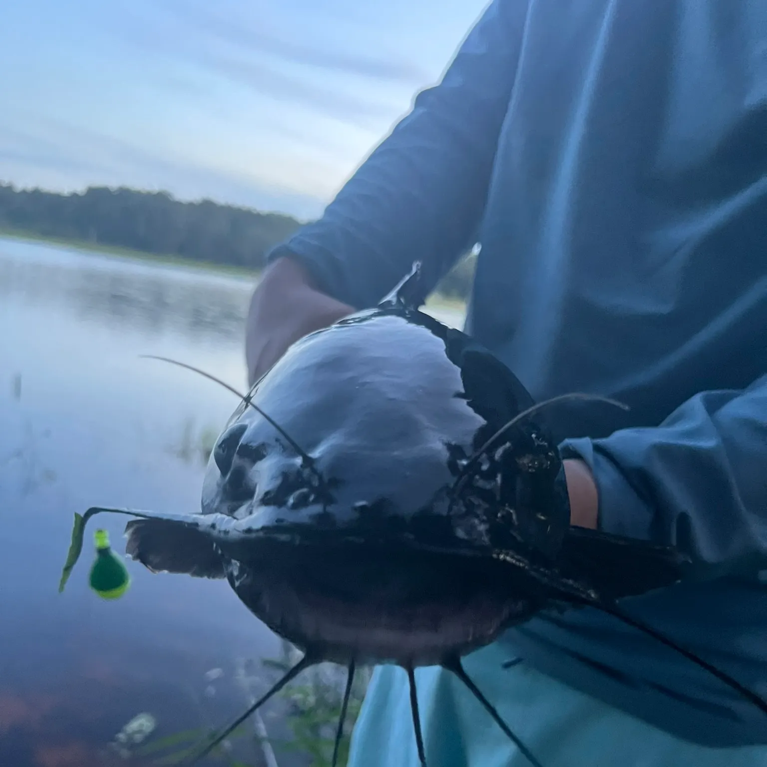 The most recent Black bullhead catches on Fishbrain