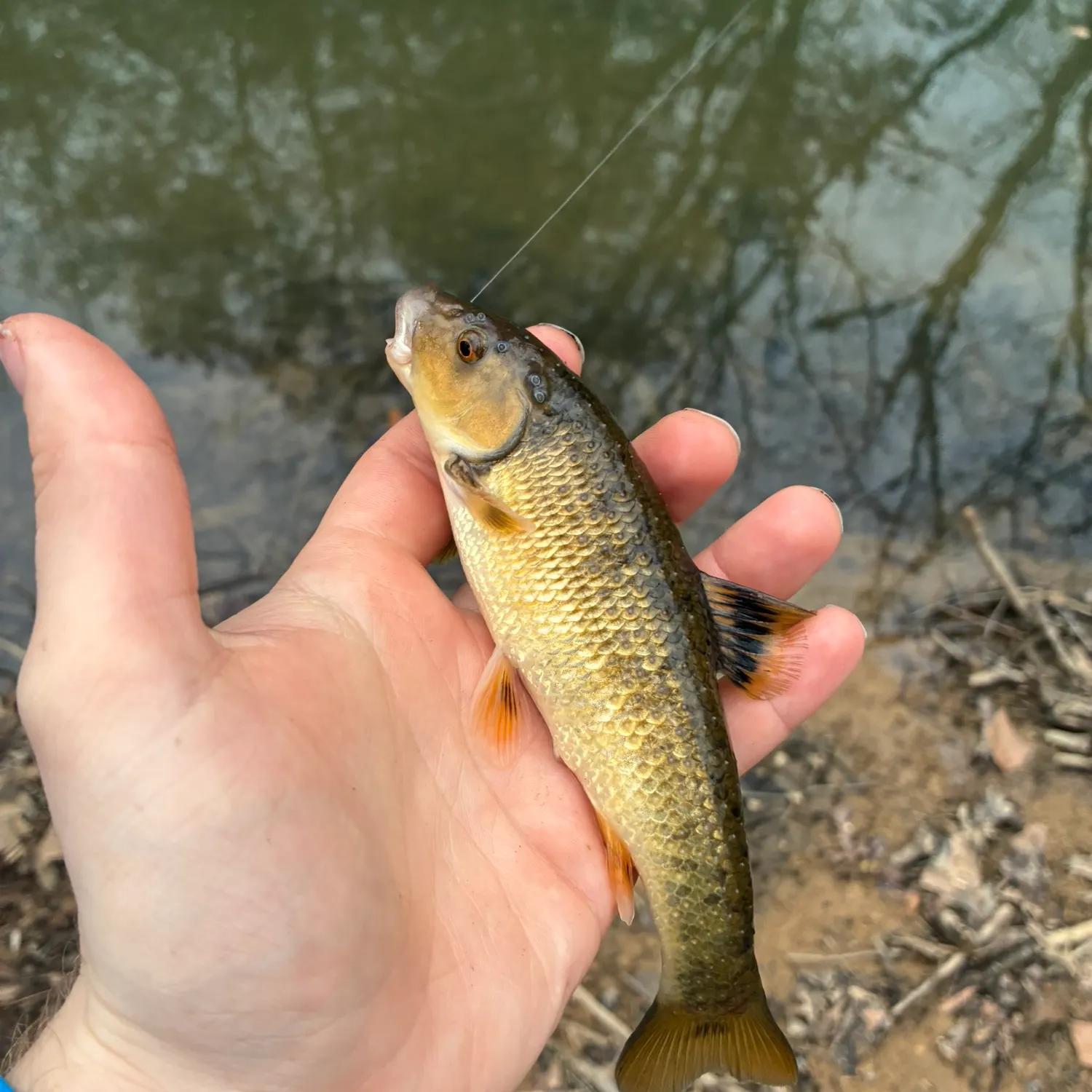 The most recent Largescale stoneroller catches on Fishbrain
