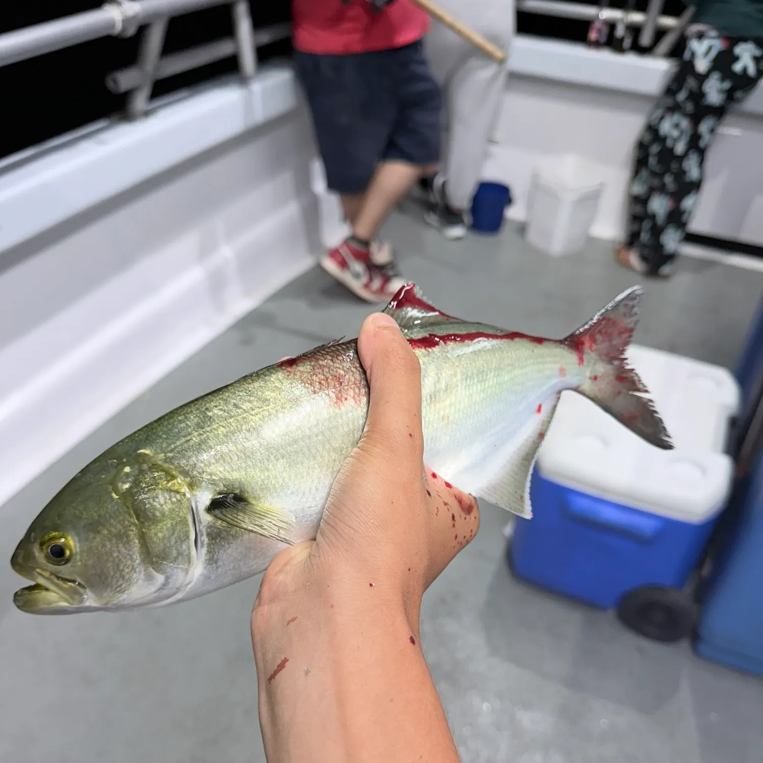 Bluefish caught on Fishbrain
