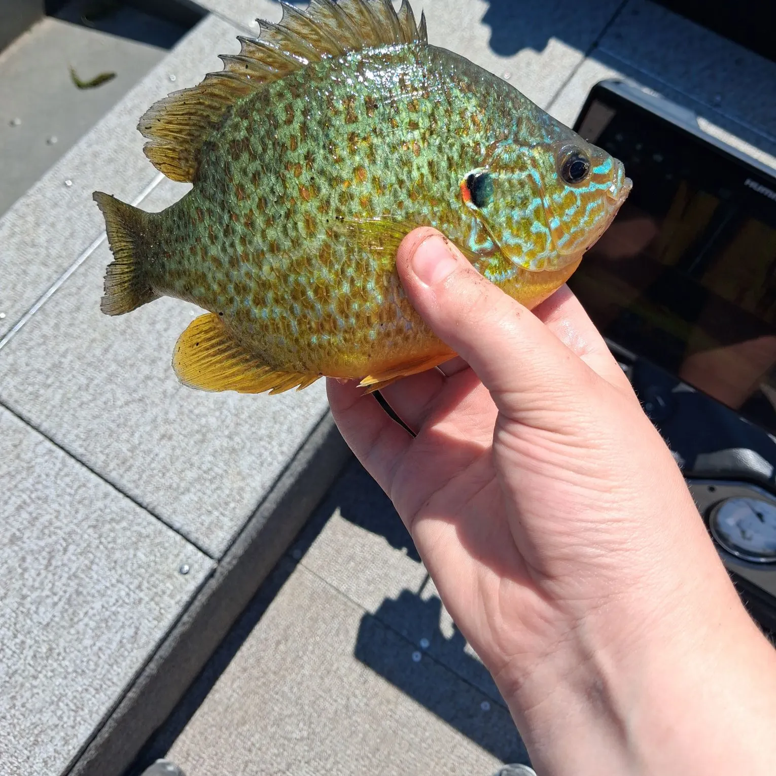 Pumpkinseed caught on Fishbrain