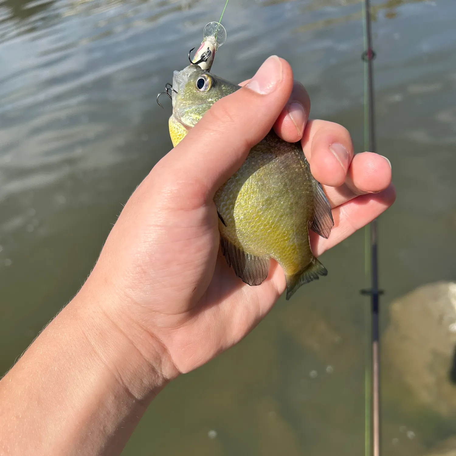 Bluegill caught on Fishbrain
