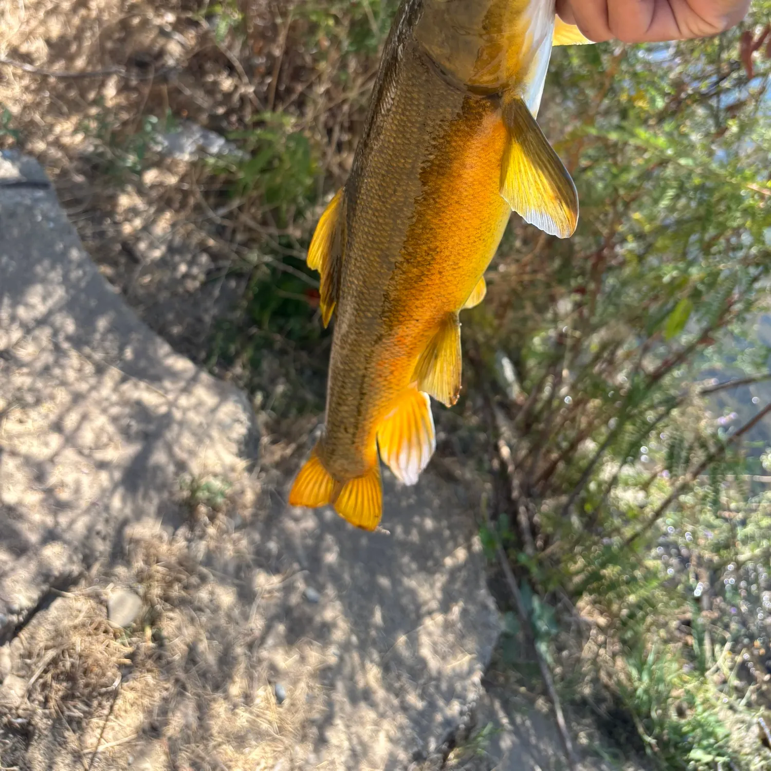 The most recent Sacramento sucker catches on Fishbrain