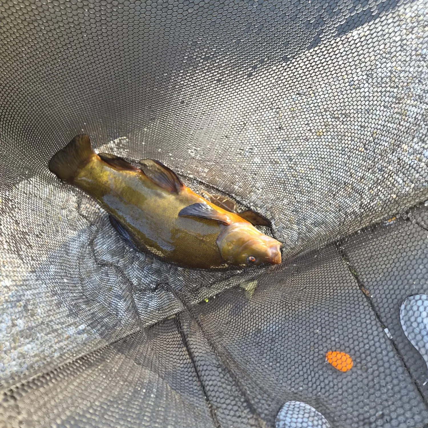 Tench caught on Fishbrain