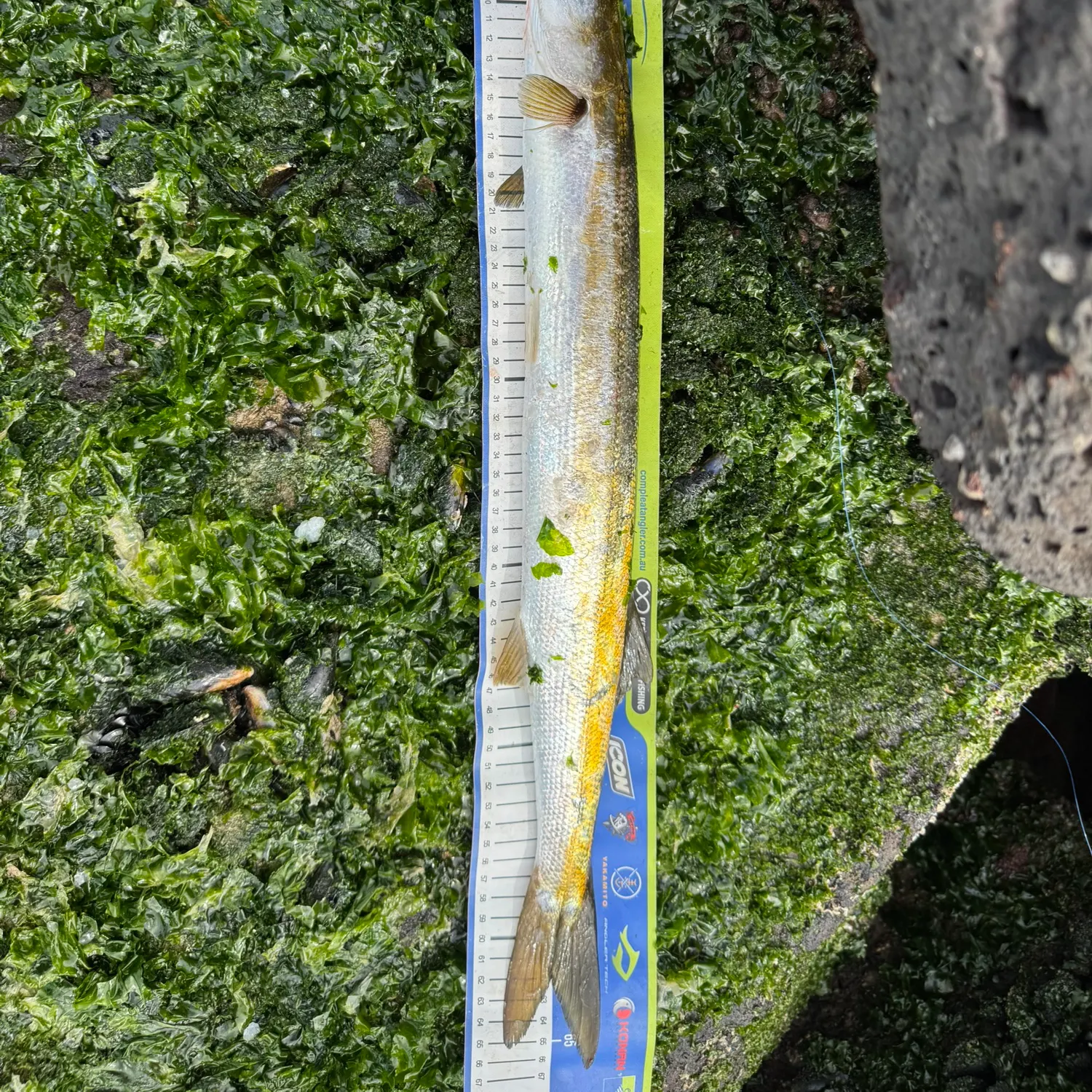 The most recent Australian barracuda catches on Fishbrain