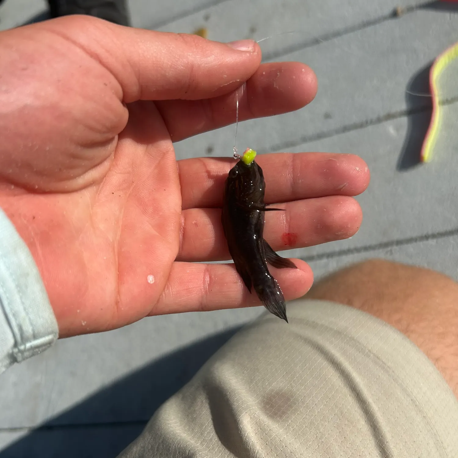 The most recent Crested goby catches on Fishbrain