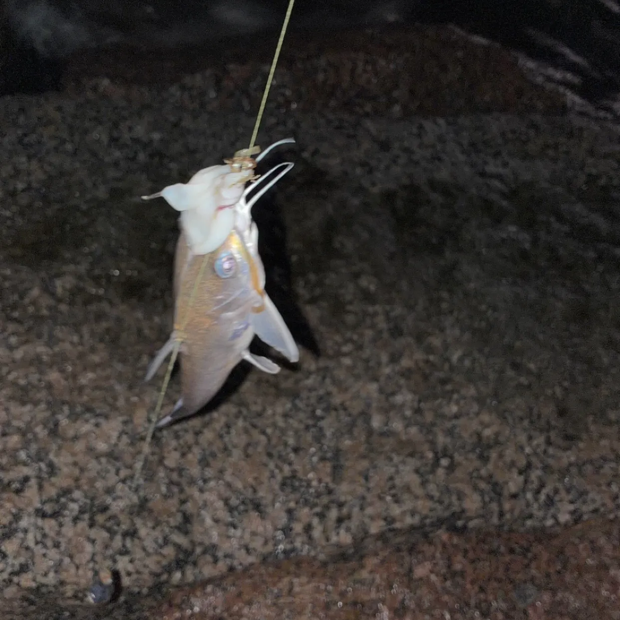 Hardhead sea catfish caught on Fishbrain
