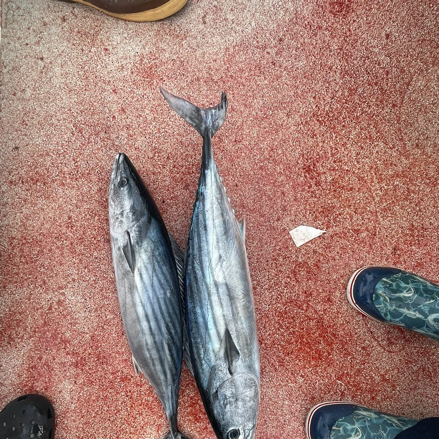 The most recent Eastern Pacific bonito catches on Fishbrain