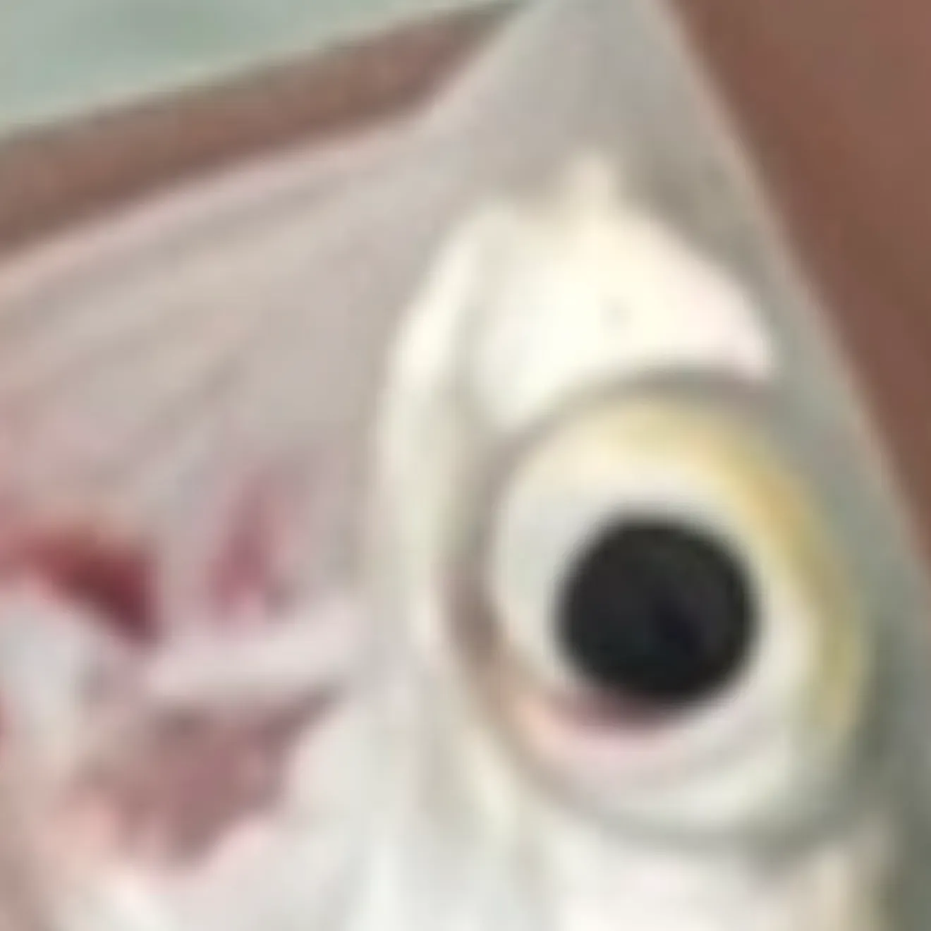 Ladyfish caught on Fishbrain
