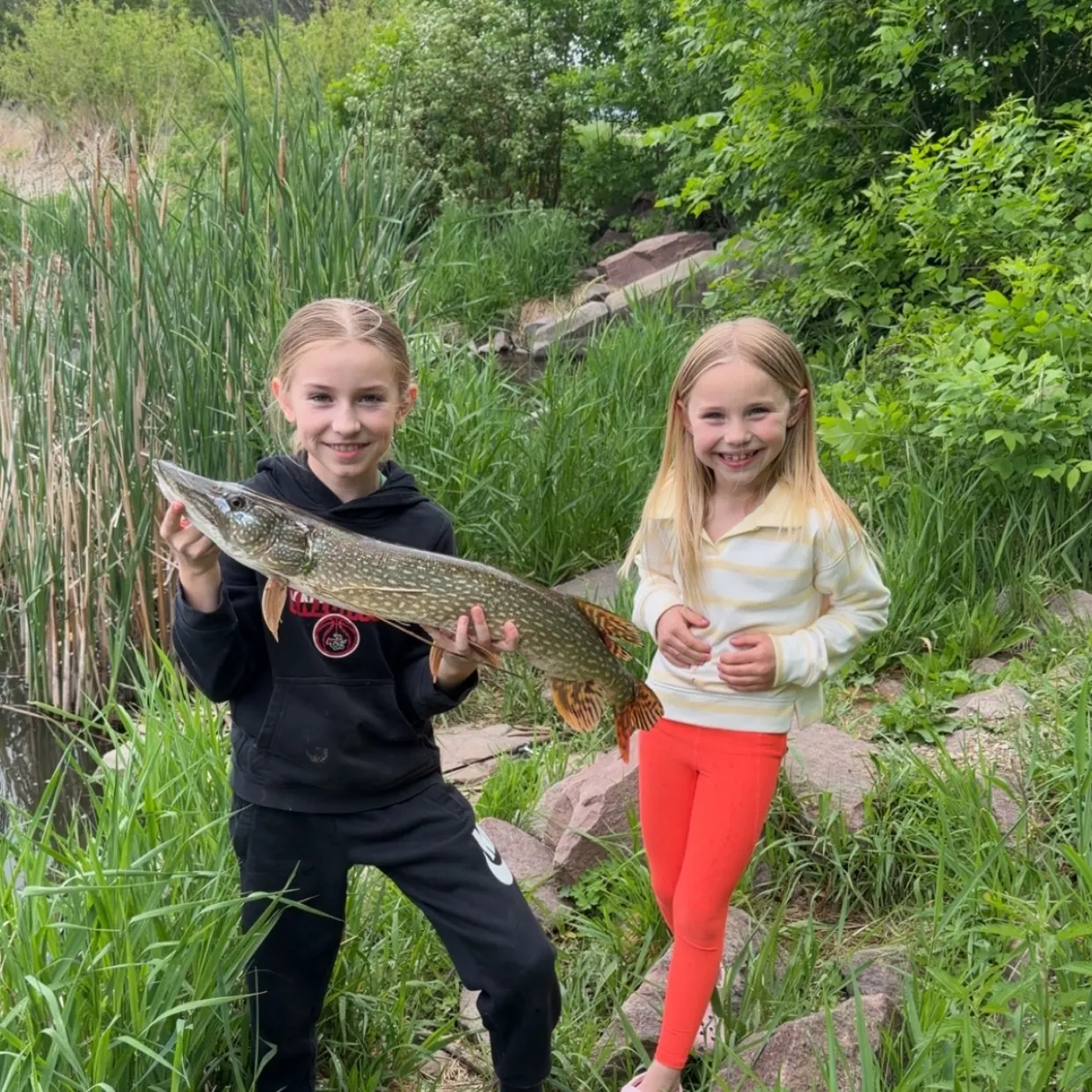 Northern pike caught on Fishbrain
