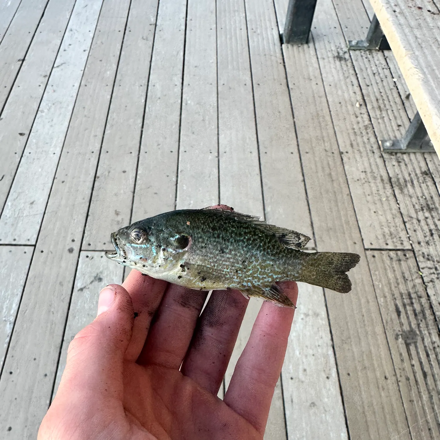 Green sunfish caught on Fishbrain