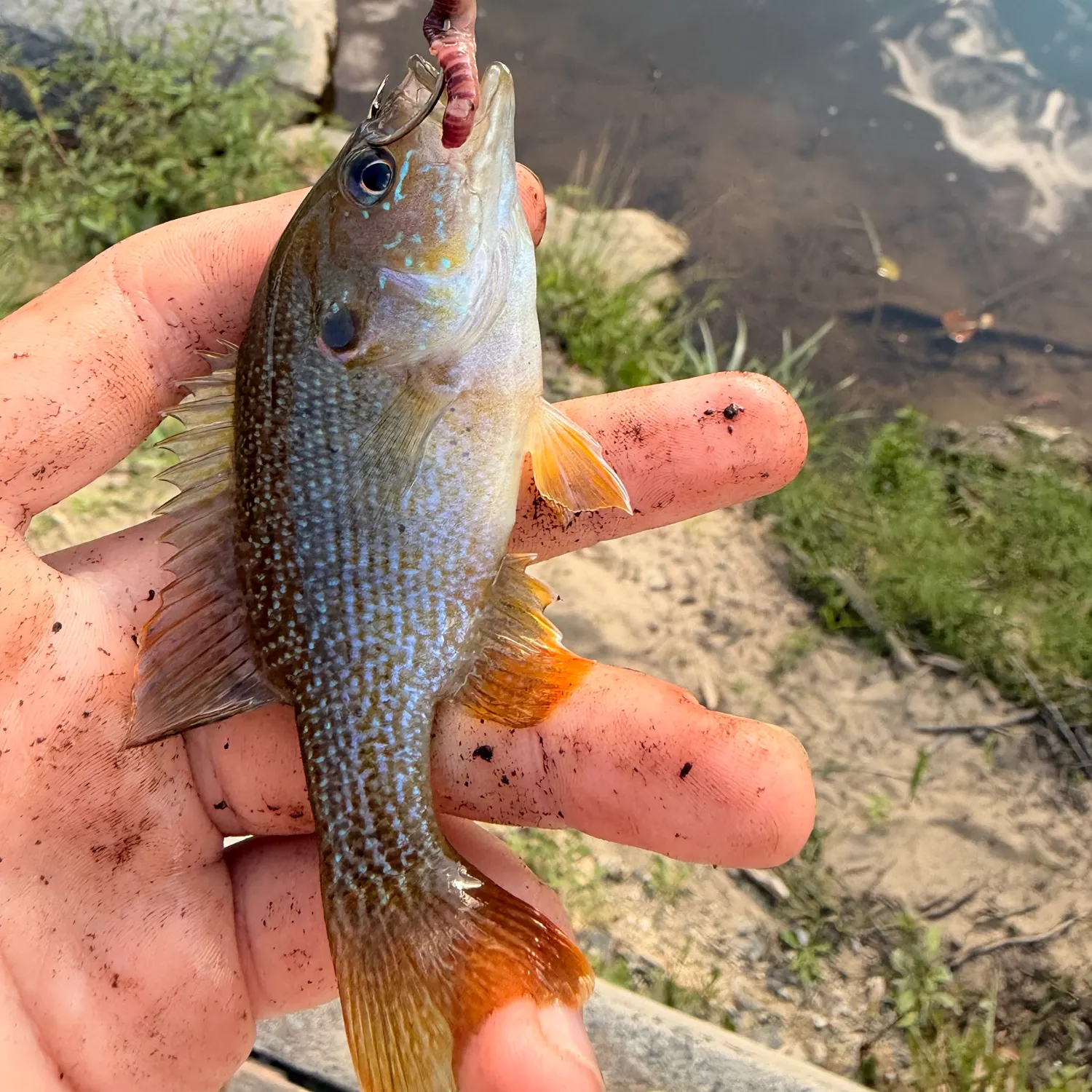 Green sunfish caught on Fishbrain