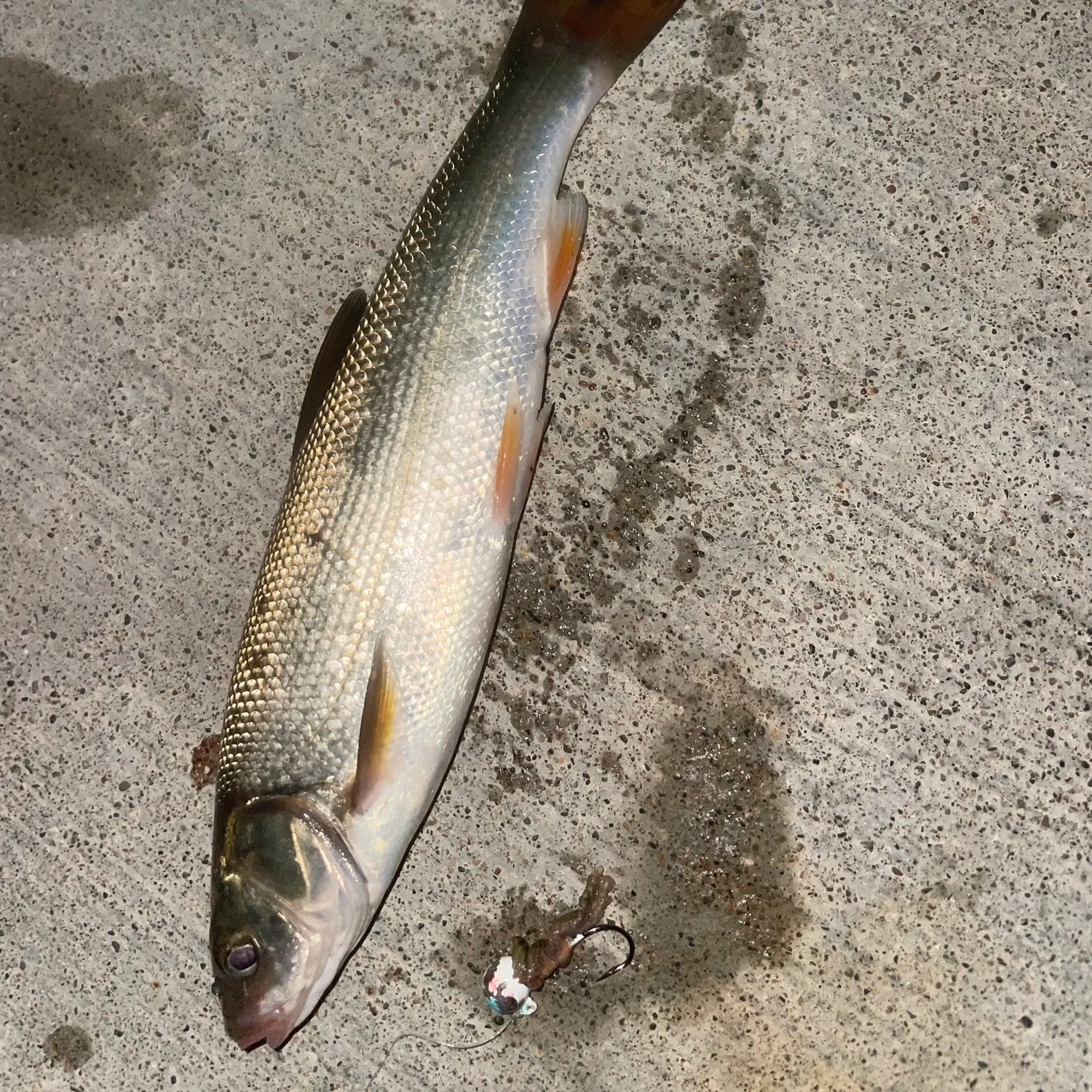 The most recent Big-scaled redfin catches on Fishbrain