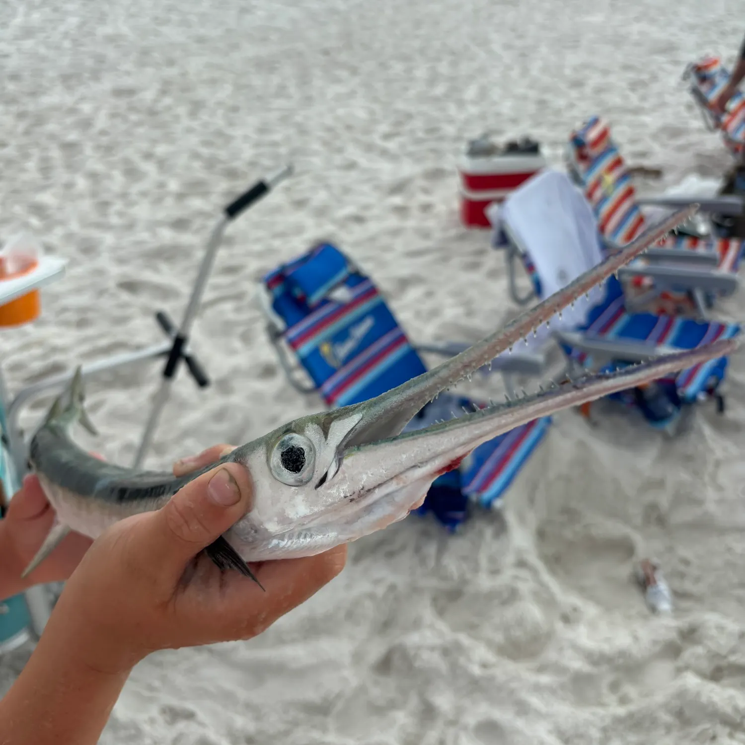 Atlantic needlefish caught on Fishbrain