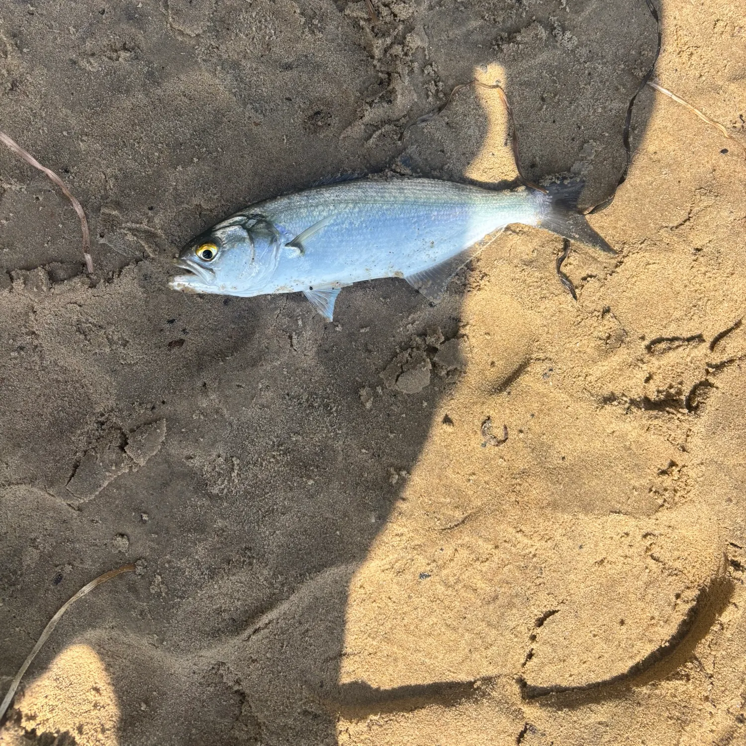 Fish caught on Fishbrain