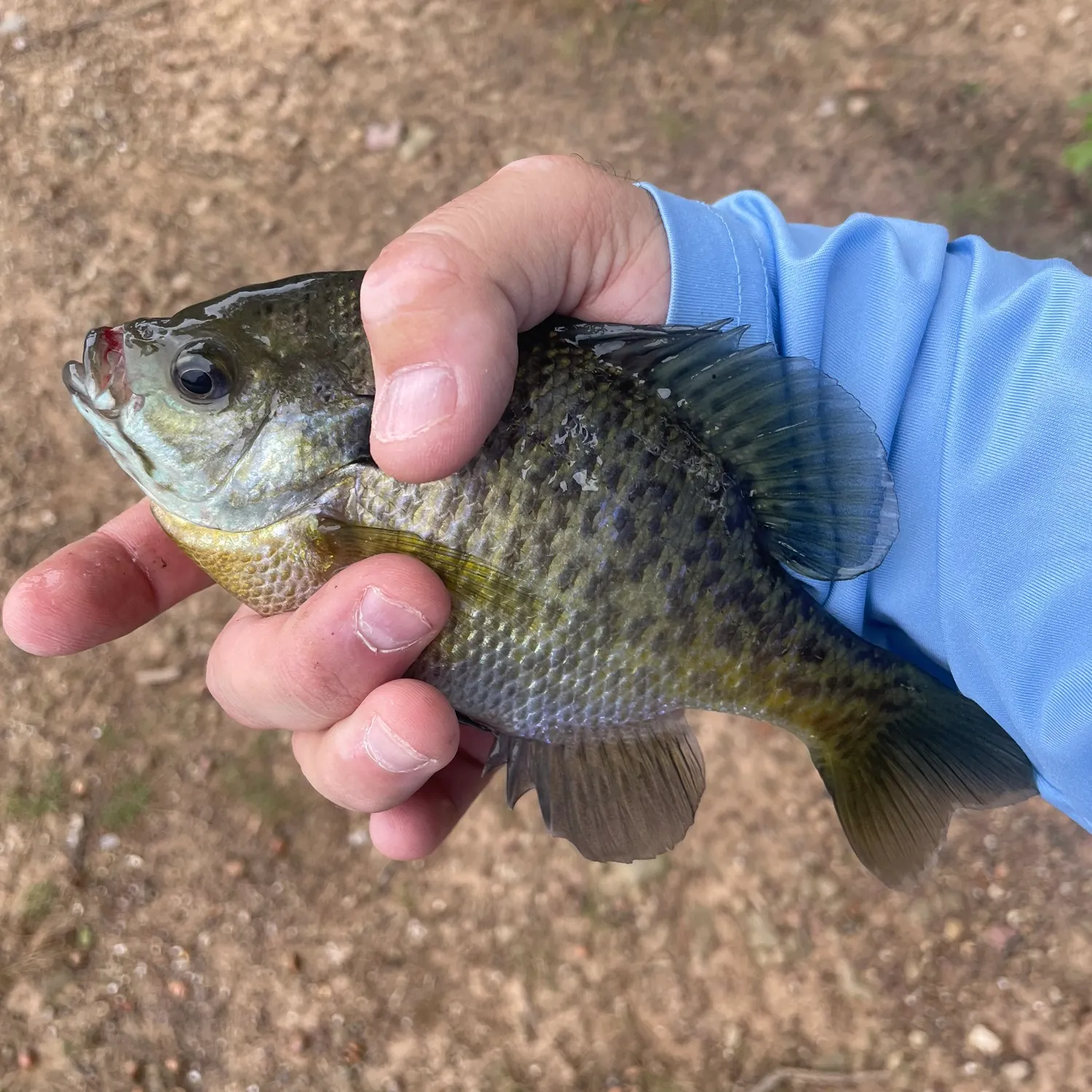 Bluegill caught on Fishbrain