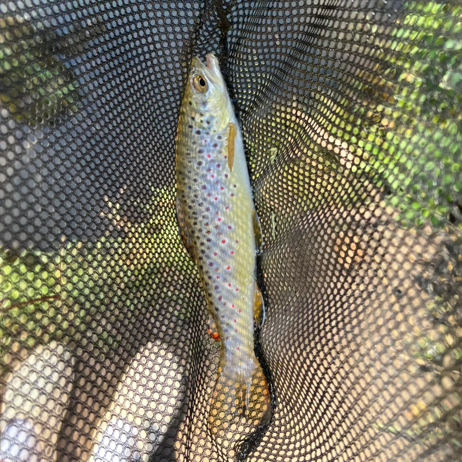Brown trout caught on Fishbrain