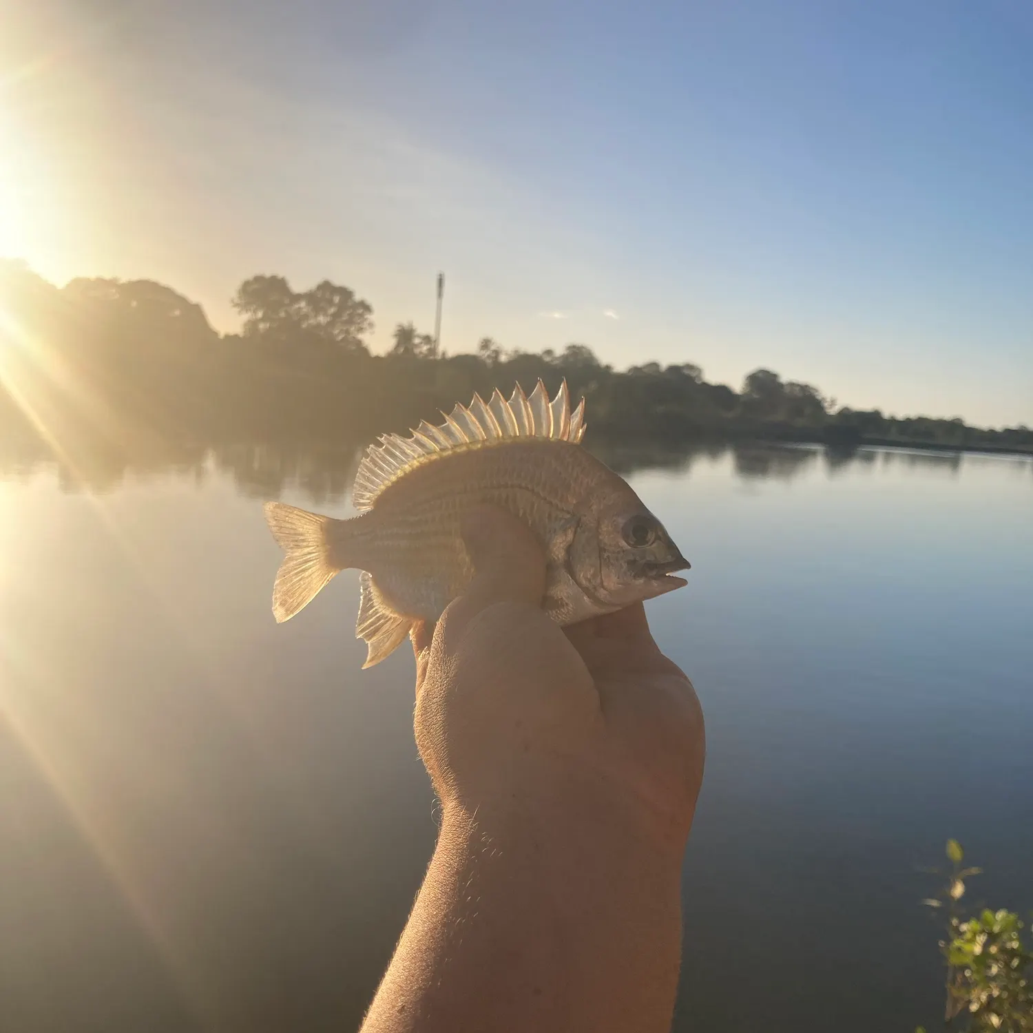 Surf bream caught on Fishbrain