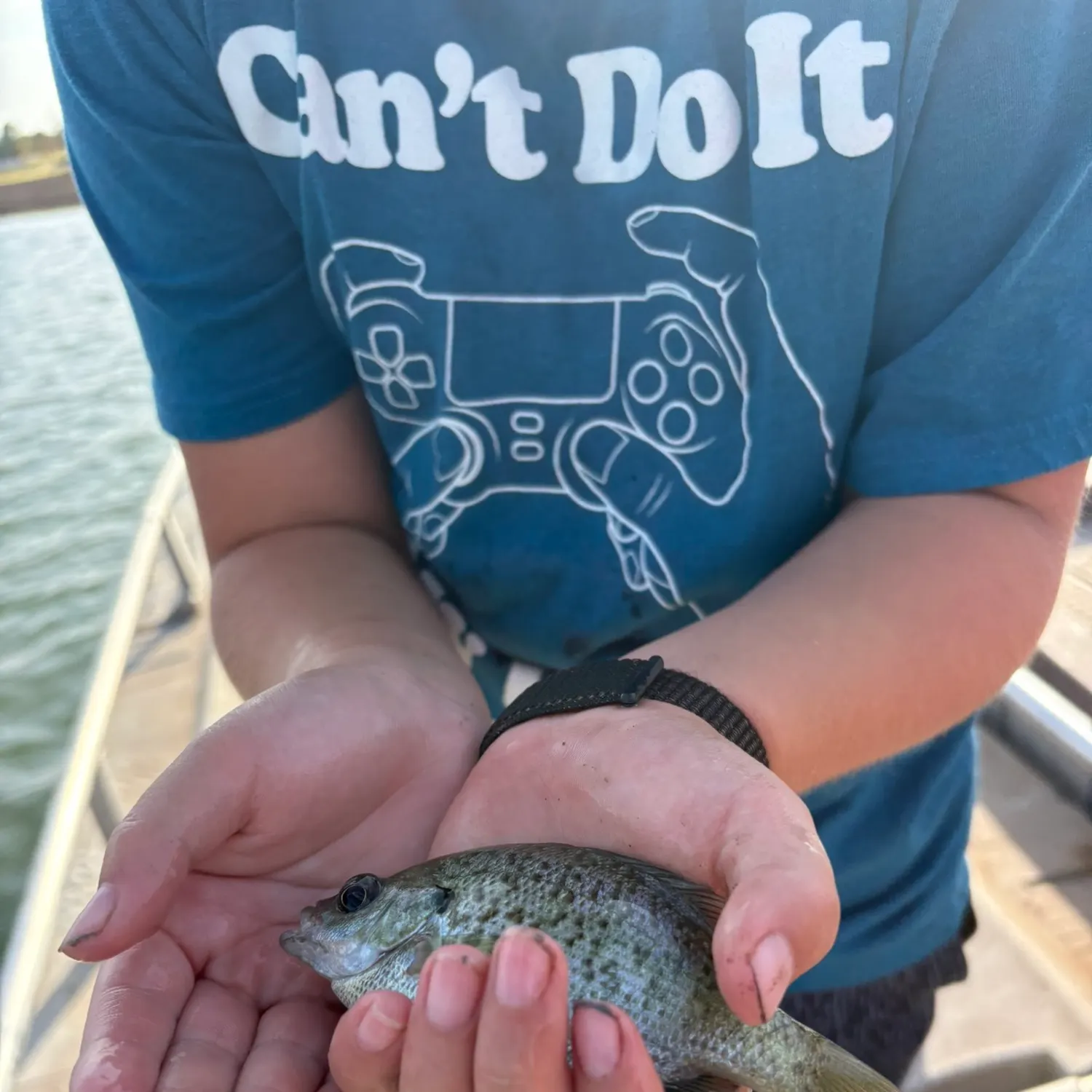 White crappie caught on Fishbrain