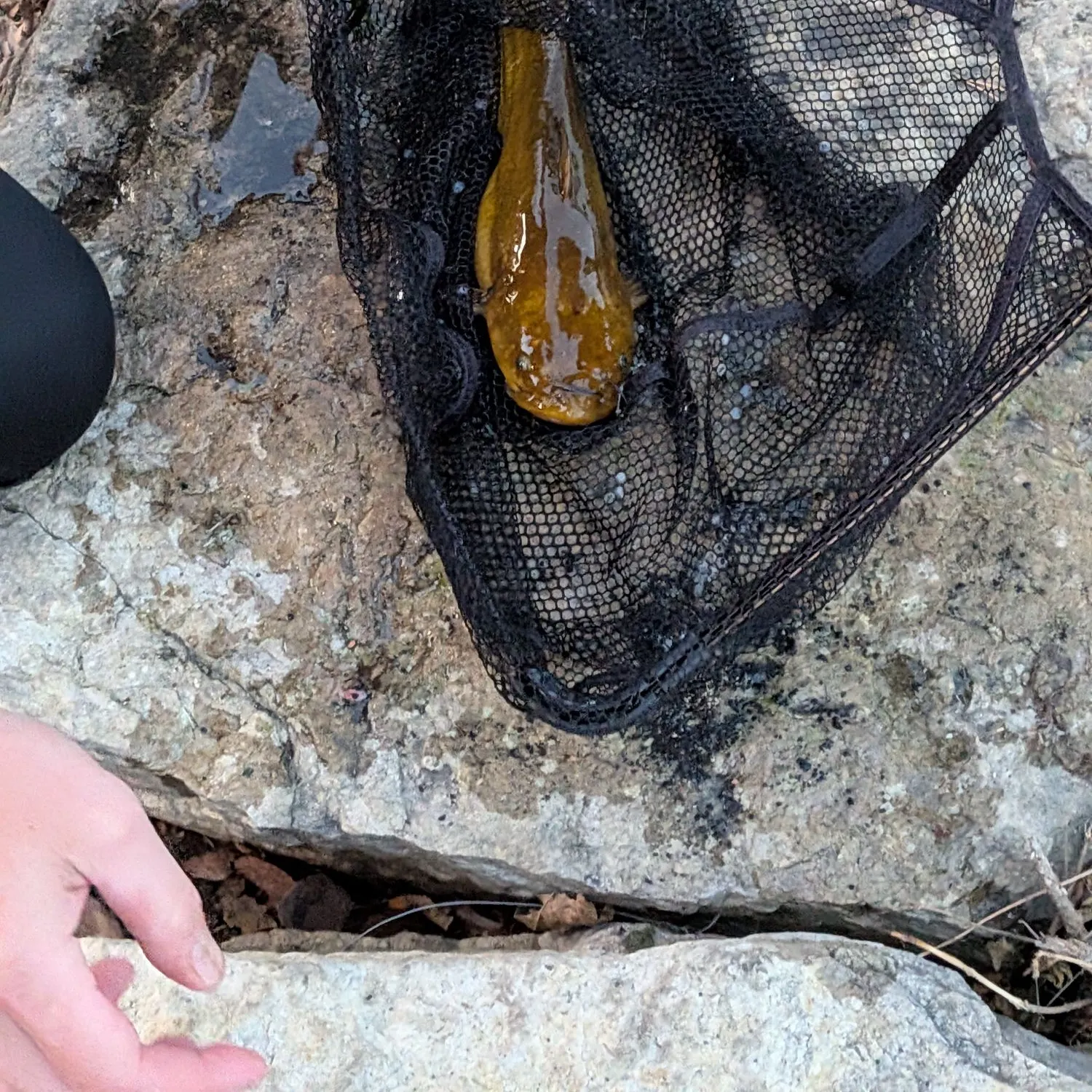 Yellow bullhead caught on Fishbrain