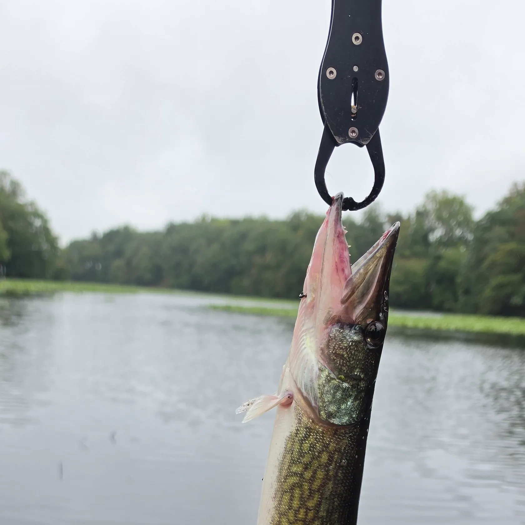 Chain pickerel caught on Fishbrain