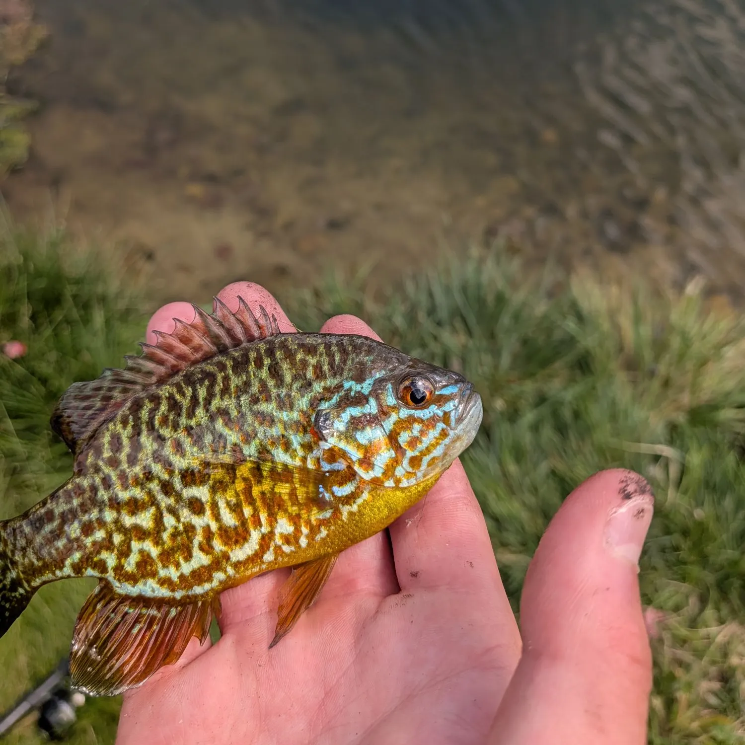 Fish caught on Fishbrain