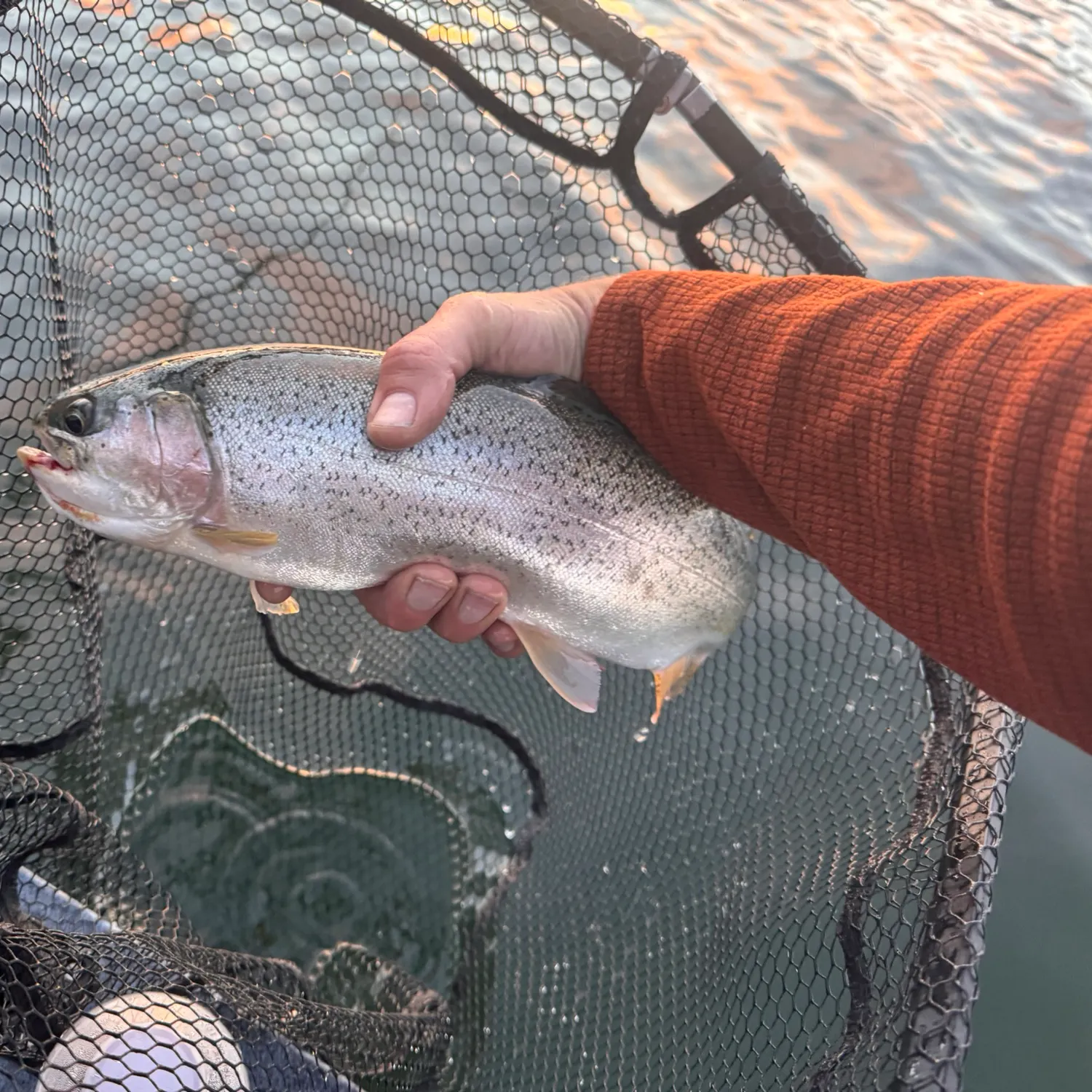 Cutbow caught on Fishbrain