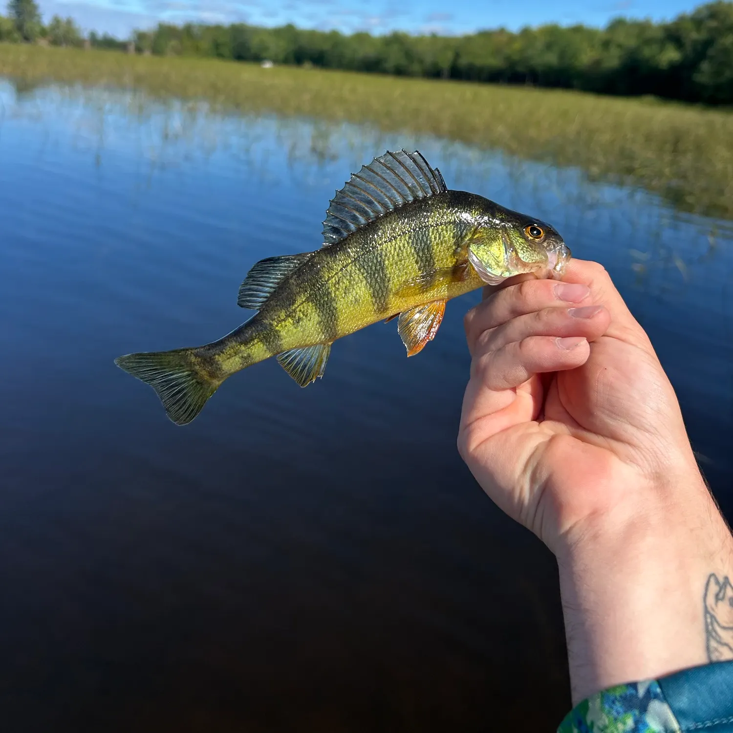 Yellow perch caught on Fishbrain