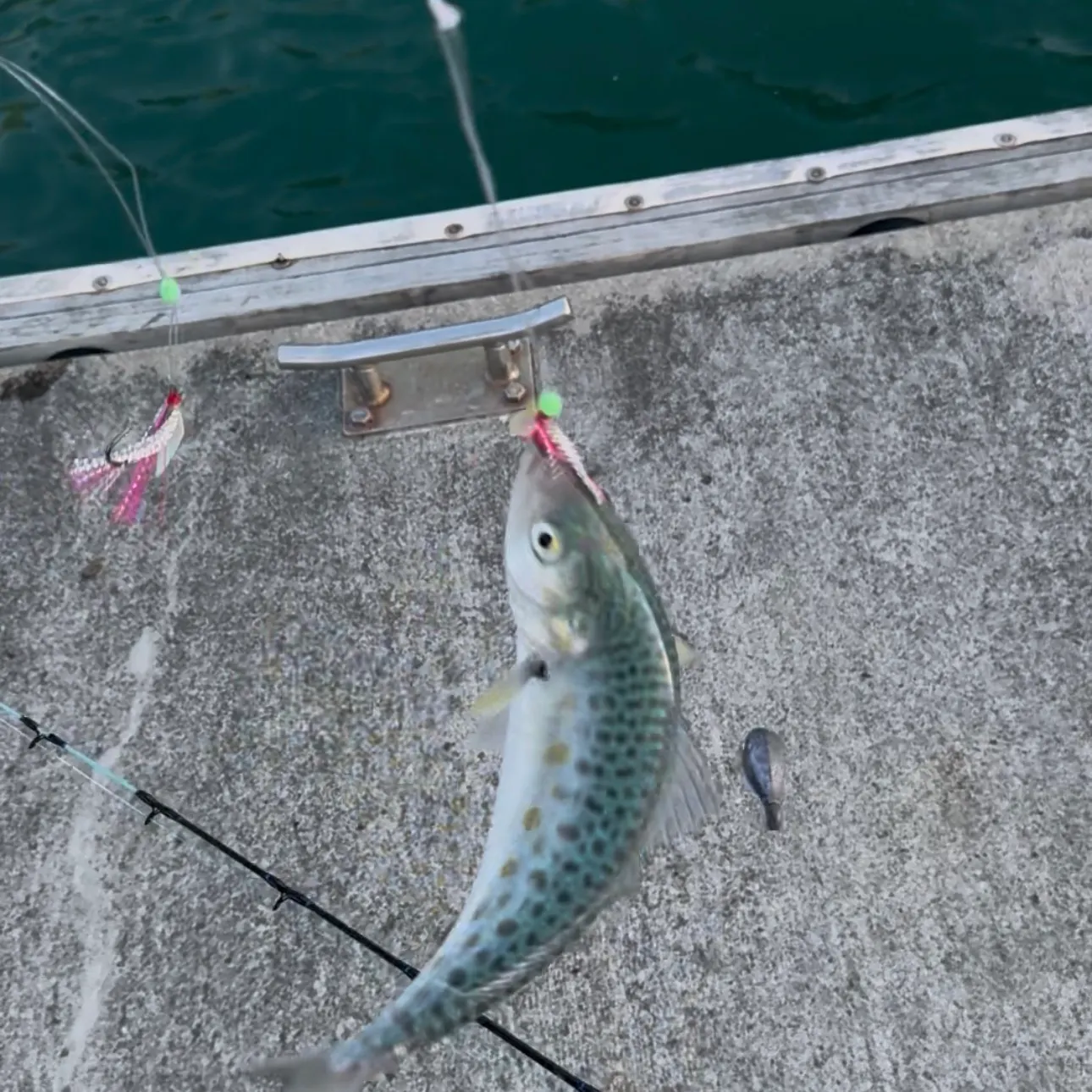 The most recent Eastern Australian salmon catches on Fishbrain