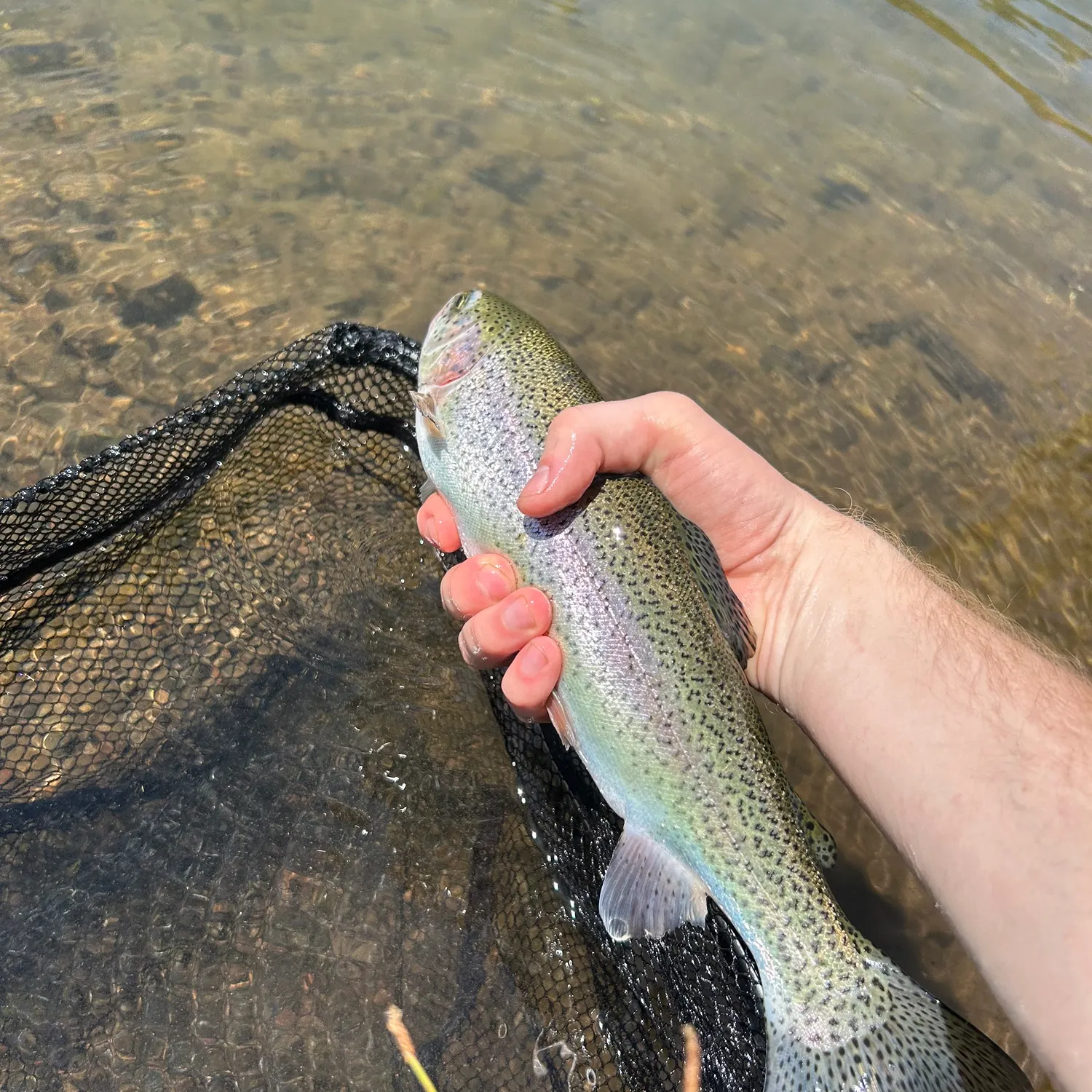 Rainbow trout caught on Fishbrain