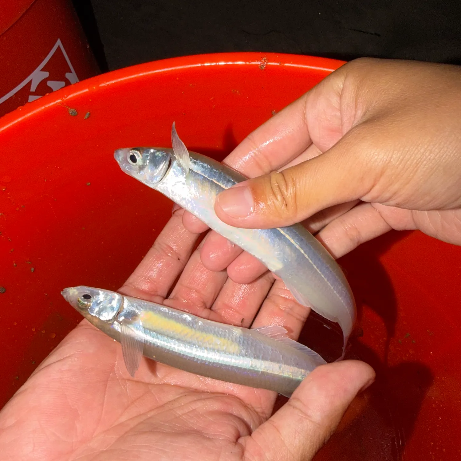 The most recent California grunion catches on Fishbrain