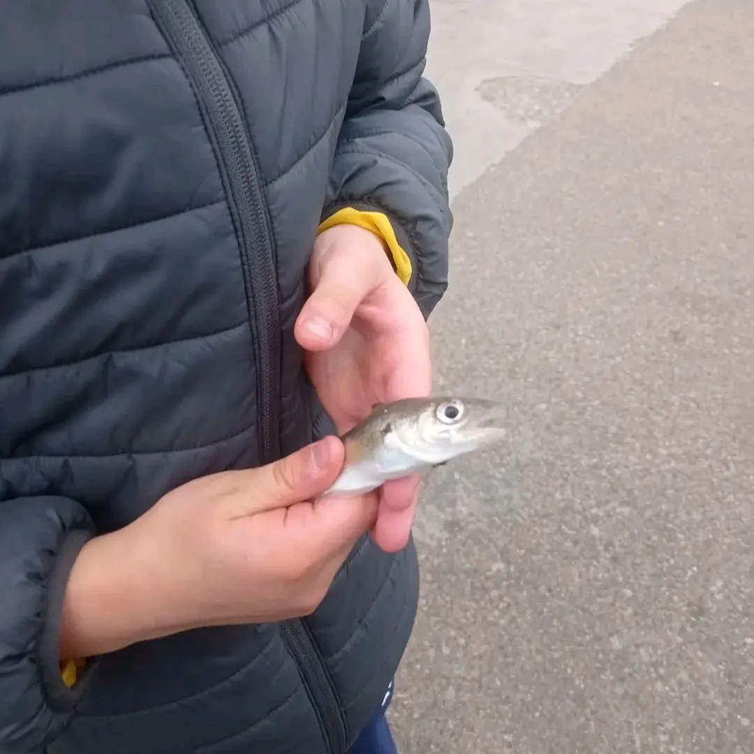 The most recent Whiting catches on Fishbrain