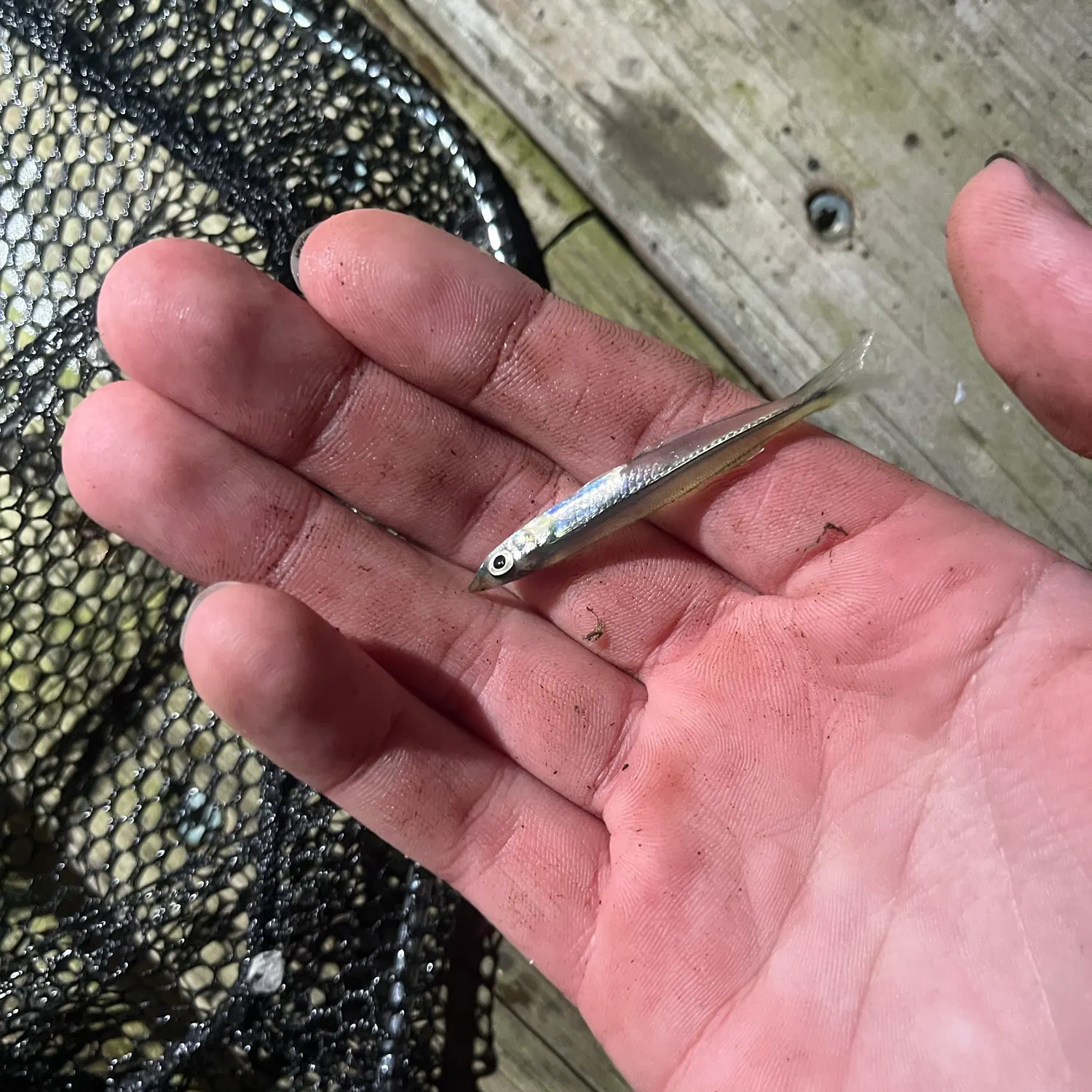 Brook silverside caught on Fishbrain