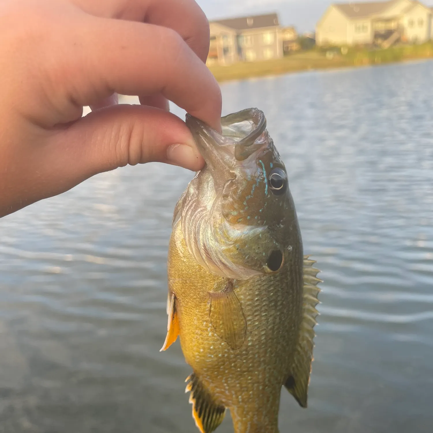 Green sunfish caught on Fishbrain