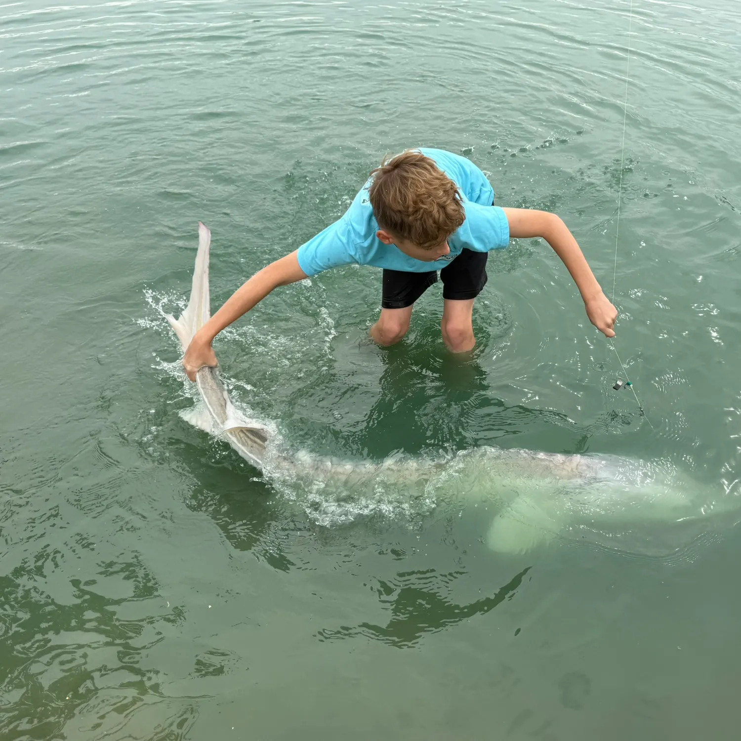 White sturgeon caught on Fishbrain